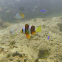 Ocellaris Clownfish