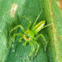 Jumping spider