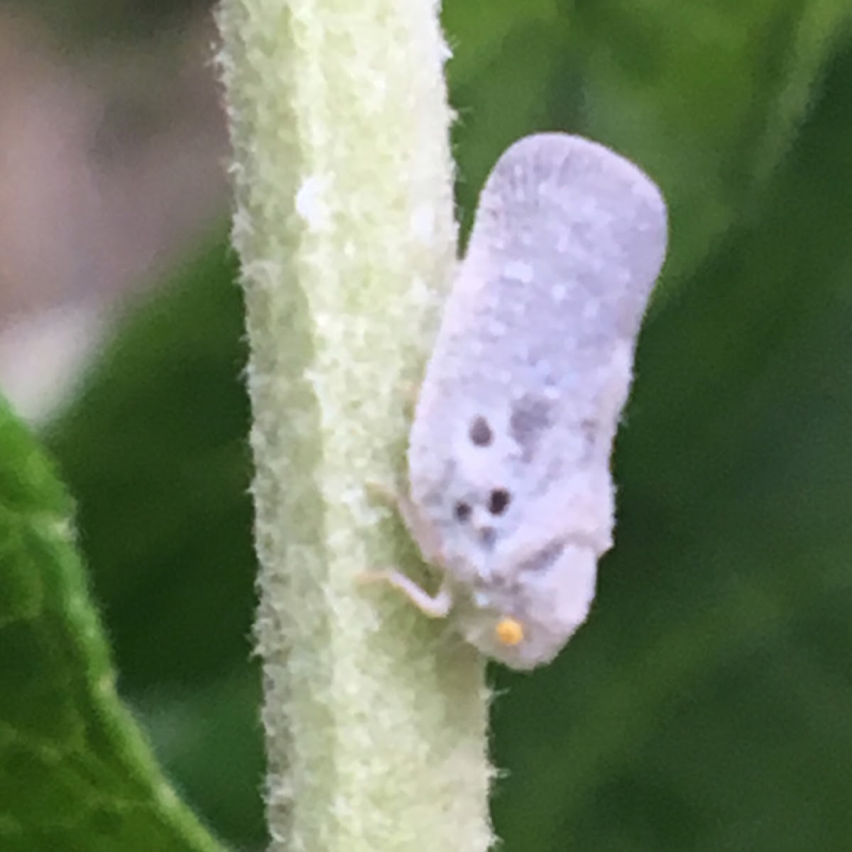 Citrus Flatid Planthopper