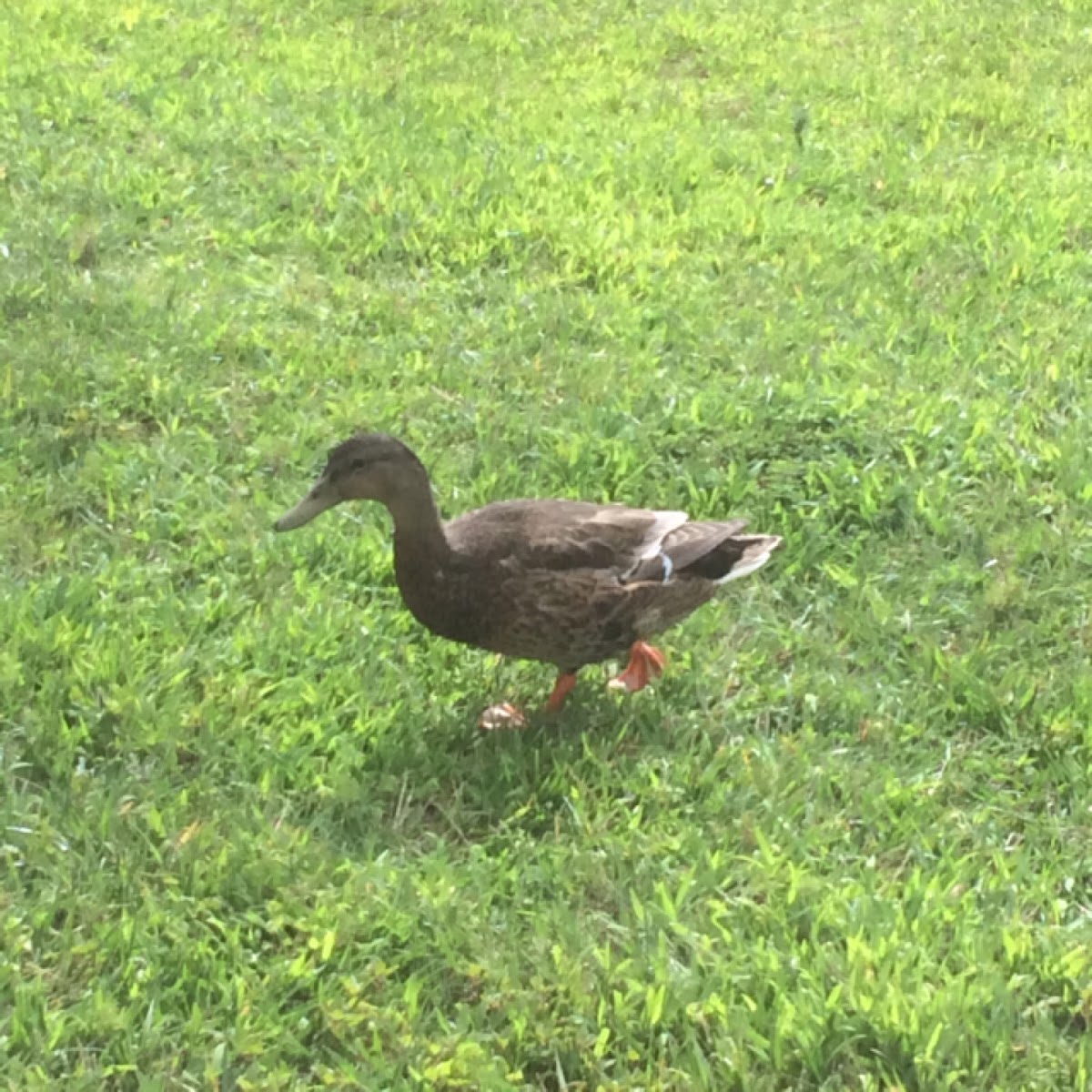 Mallard (Female)