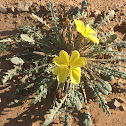 Yellow Evening Primrose