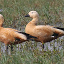 Ruddy shelduck