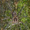 Tiger Wandering Spider