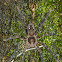 Tiger Wandering Spider