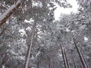 年末からの雪は溶けず