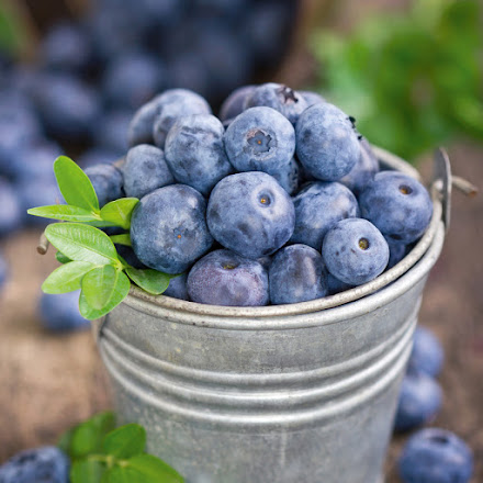 Abbildung Wald-Heidelbeeren