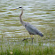 Great Blue Heron