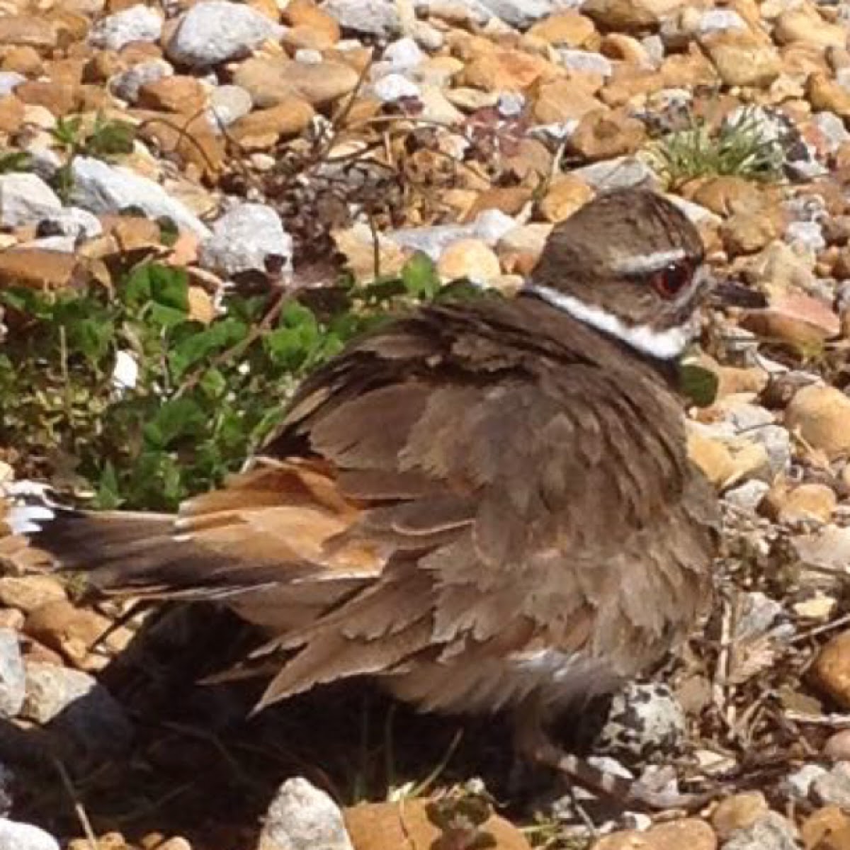 Killdeer