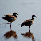 Egyptian Goose