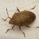 Stink or Shield Bug