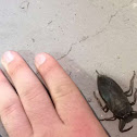 giant water bug