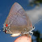 Marius hairstreak