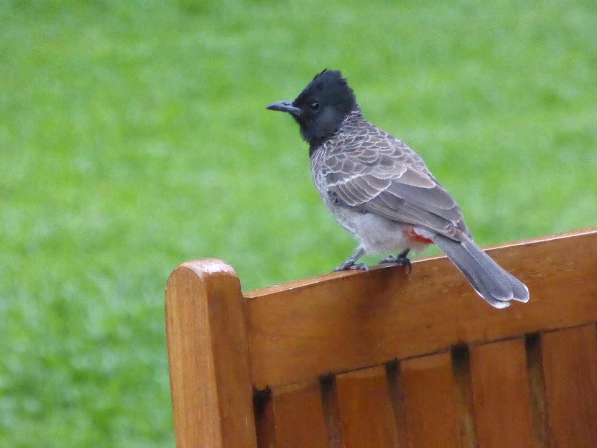 Red-vented Bulbul