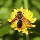 Purple miner bee