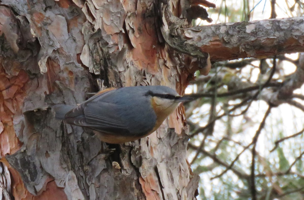 Eurasian Nuthatch