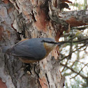 Eurasian Nuthatch