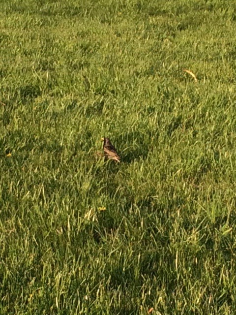 Common Blackbird