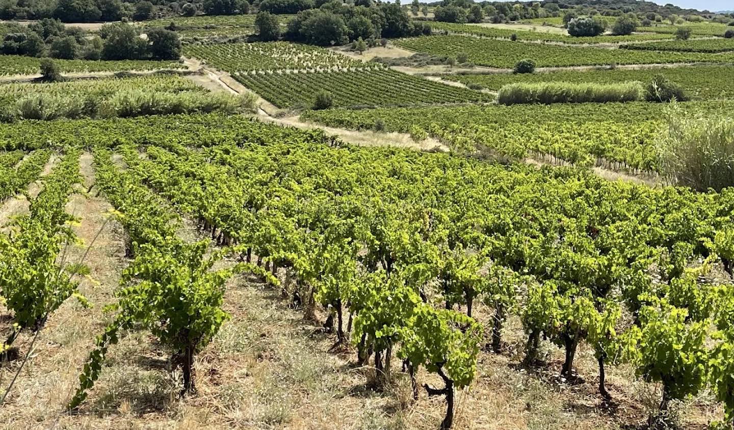 Vineyard Pezenas