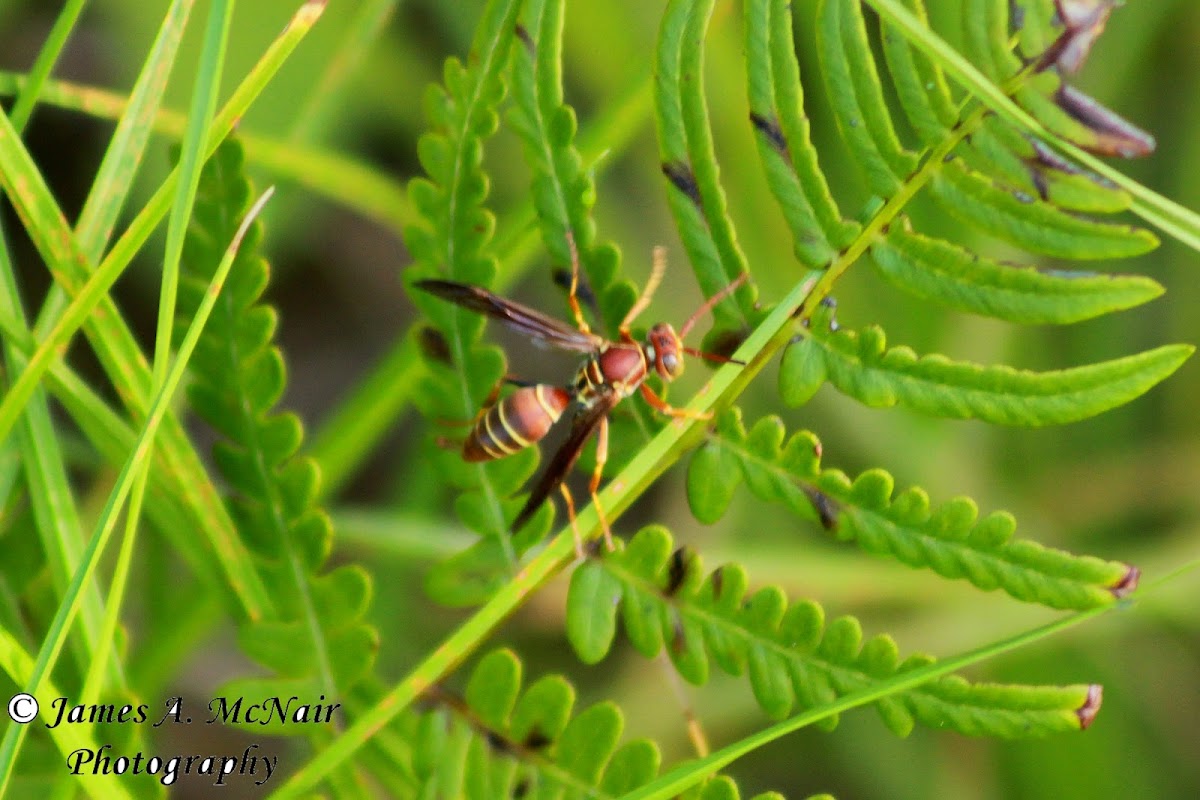 Paper Wasp