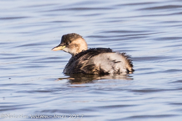 Little Grebe