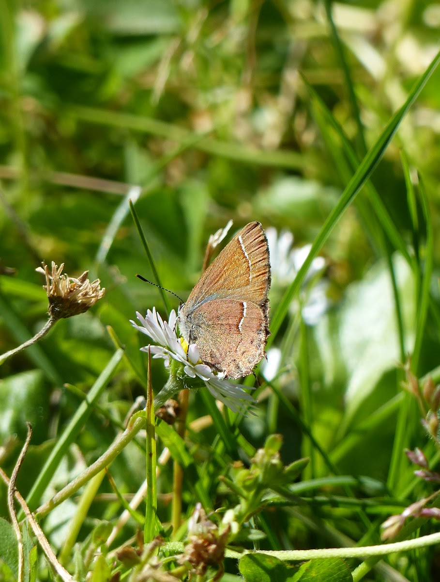 Nelson's hairstreak?