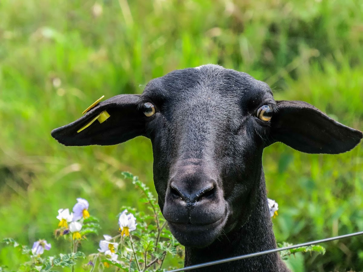 Santa Inês sheep