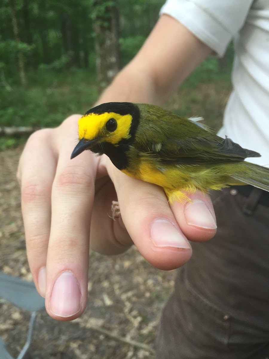 Hooded Warbler