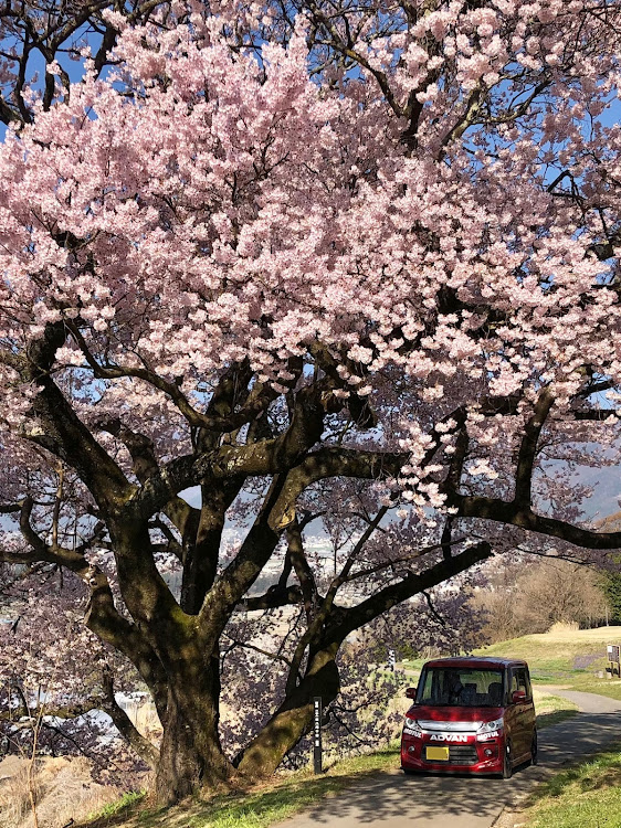 スペーシアカスタムの信州ドライブ・伊那路・木曽路・一本桜・シルバーと日本の風景に関するカスタム事例の投稿画像6枚目