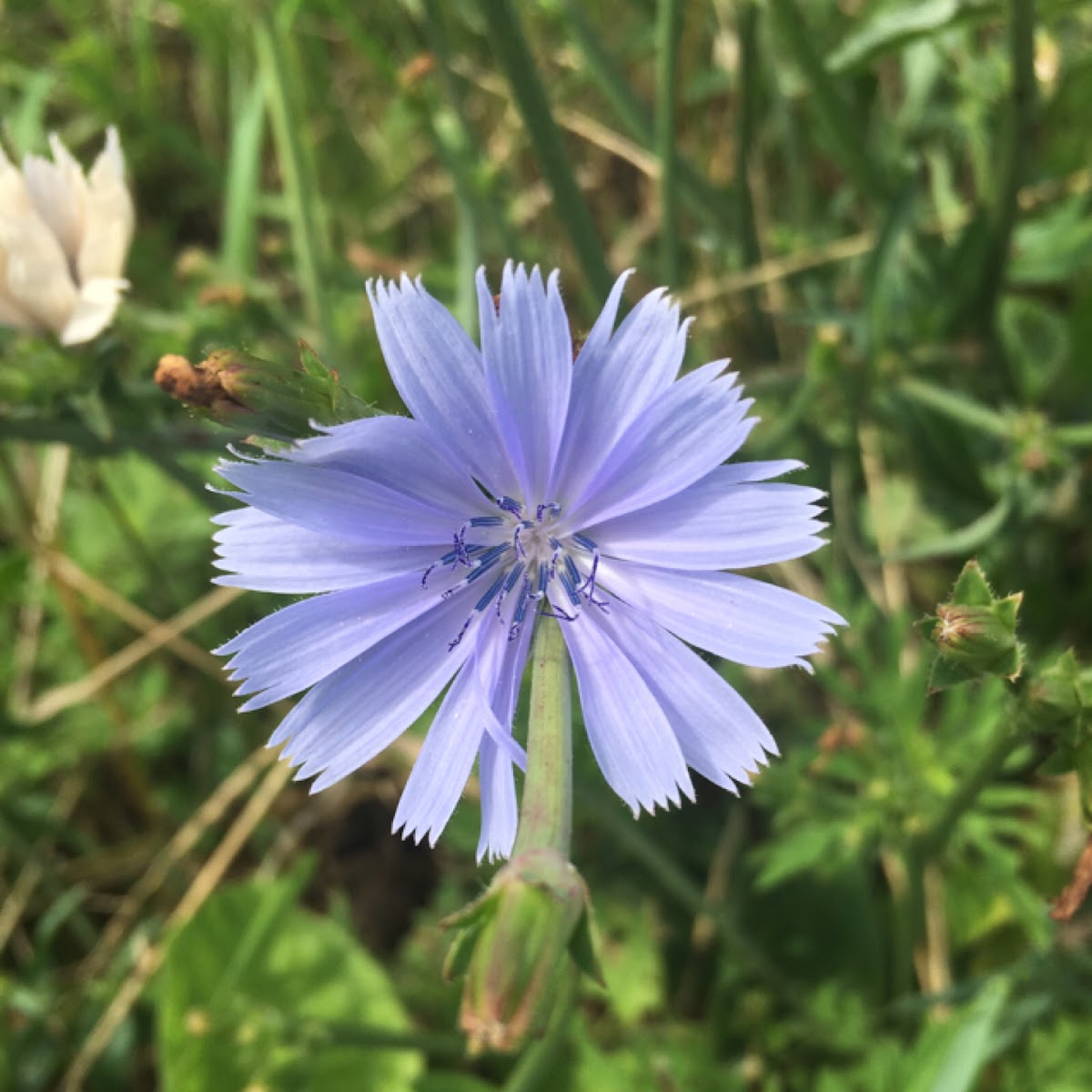 Chicory