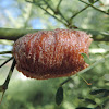 Praying Mantis egg case