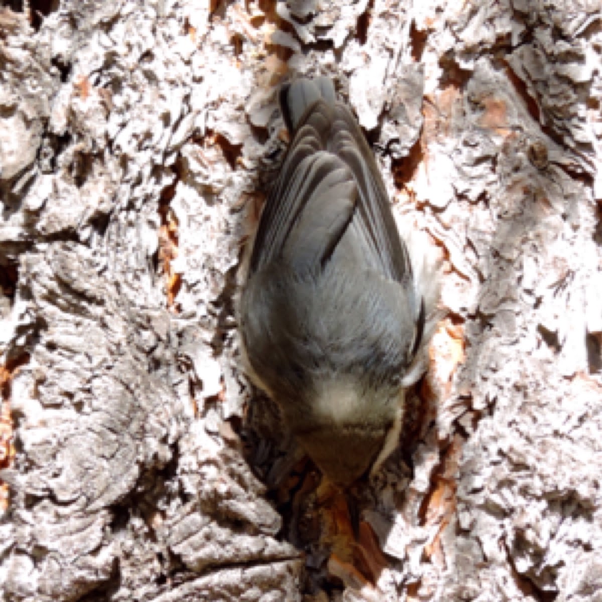 Pygmy Nuthatch