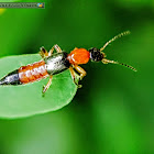 Rove beetle