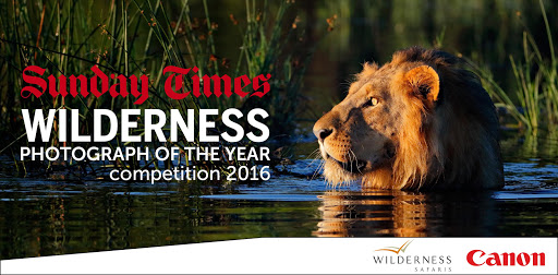 An African lion makes its way across the flooded Okavango near Duba Plains, Botswana.