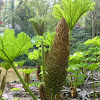 Brazilian giant-rhubarb