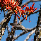 Ocotillo  Cactus & Costa's Hummingbird