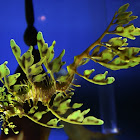 Leafy  Sea Dragon