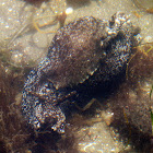 Sea Hare