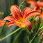 Orange Daylily (Tiger Daylily)