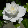 Gardenia (Γαρδένια)