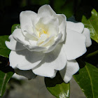 Gardenia (Γαρδένια)