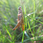 Rufous grasshopper