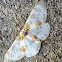 Pale-Clouded Magpie