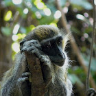 Green Vervet Monkey