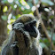 Green Vervet Monkey