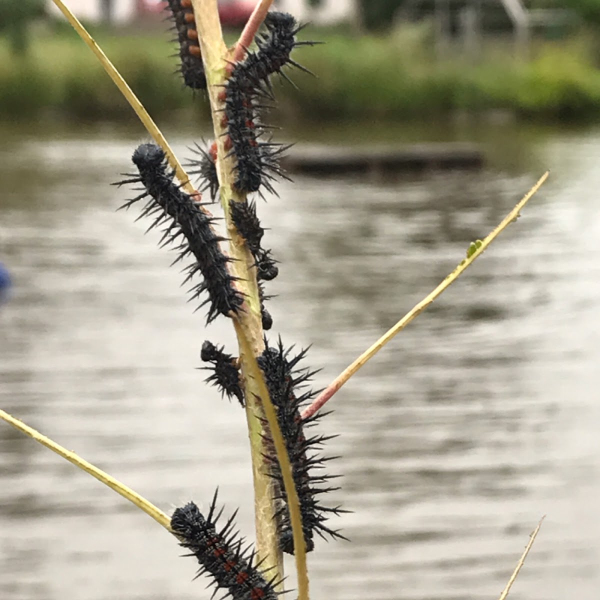 mourning cloak caterpillars