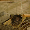 Chinchilla