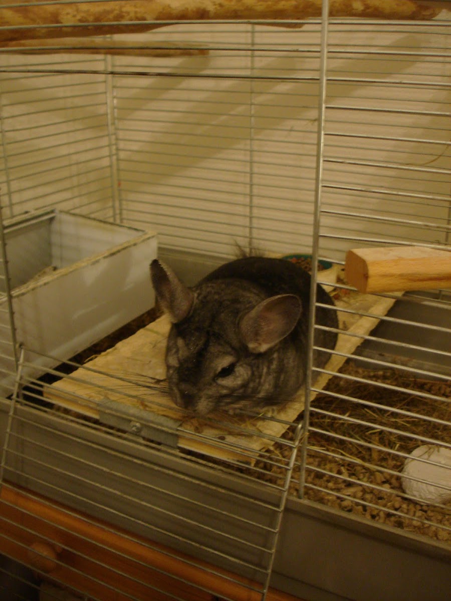 Chinchilla