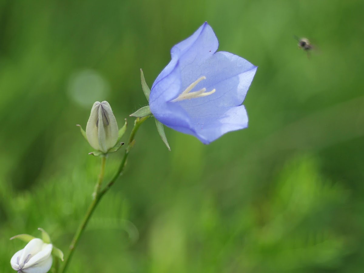 Peach-leaved Bellflower