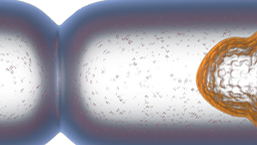 Dividing Bacterium 3D