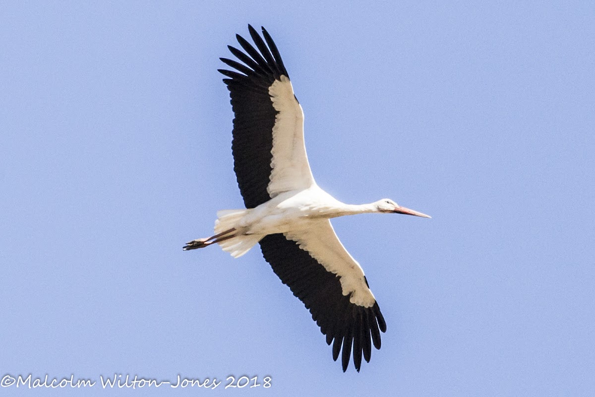 White Stork